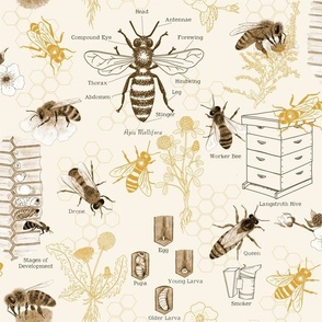 Medium Scale - Bees & Beekeeping