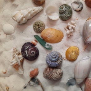 Seashells I have found with Mom