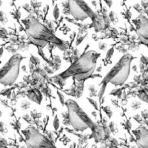 Spring birds with blooming cherry flowers on white, monochrome