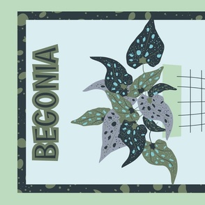 BEGONIA maculata-WALL HANGING
