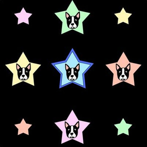 Boston Terrier Stars