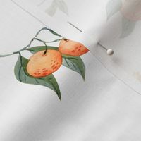 small oranges on white