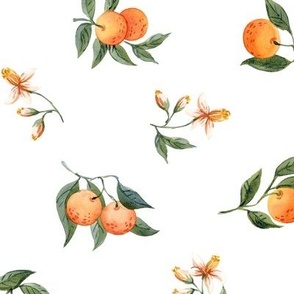 small oranges on white