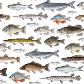 NEW Version - Large Scale Freshwater Fish Watercolor Drawings  