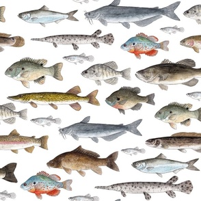 NEW Version - Medium Scale Freshwater Fish Watercolor Drawings 