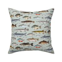 Small Scale Freshwater Fish  - on Light Teal