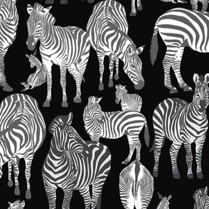 Zebras1
