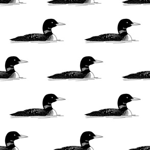 Loons in black and white
