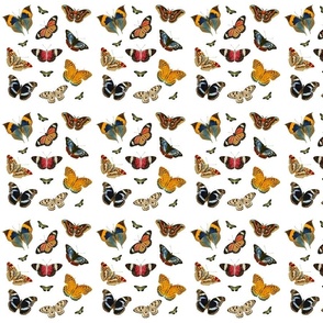 Butterfly patterns