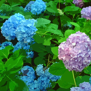 Hydrangaes in my Grandmother's Backyard