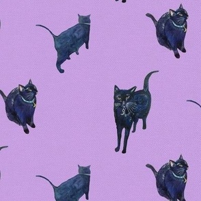 Purple Cat in 2023  Purple cat, Black cat aesthetic, Cat aesthetic