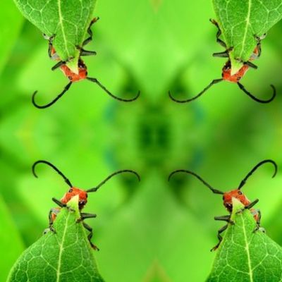 Milkweed Bug