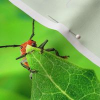 Milkweed Bug