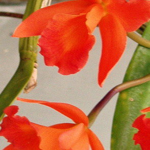 Orange Orchids for an Exotic Lady
