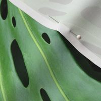 Monstera Leaf Philodendrum