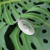 Monstera Leaf Philodendrum