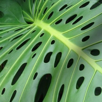 Monstera Leaf Philodendrum
