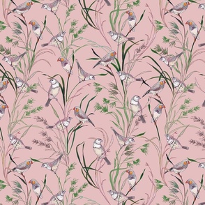 Finches Pink