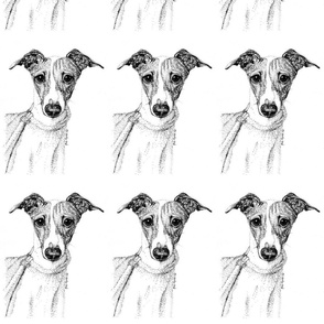 Italian greyhound model 2