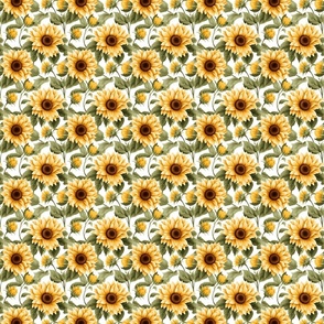 Sunflowers on White