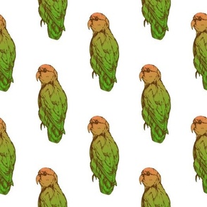 Green parrots