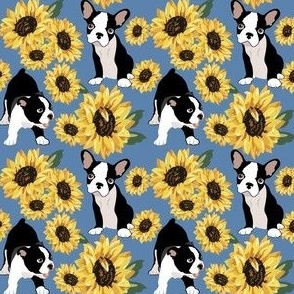 medium print // Boston Terrier Puppies  yellow sunflowers blue background