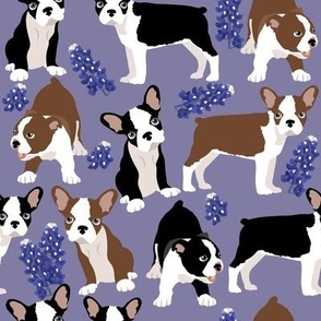 small size // Puppy Boston Terrier and Bluebonnet flowers with lavender background