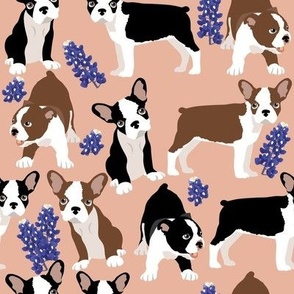 small size // Puppy Boston Terrier and Bluebonnet flowers with peach background