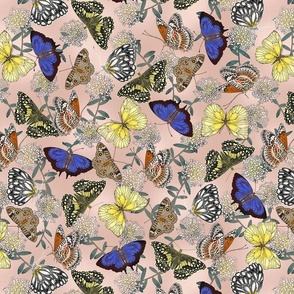 Butterflies Blush