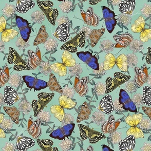 Butterflies Mint
