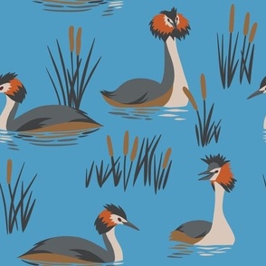 Wetland Birds on Lake - Great Crested Grebe