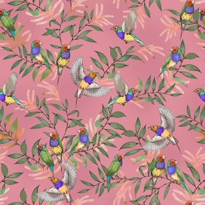 Gouldian Finches Pink