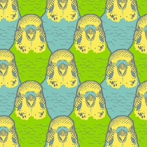 A Buncha Budgies