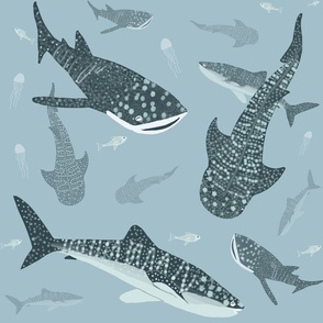 Whale Sharks Swimming