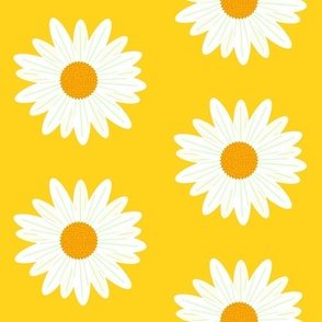 daisy on yellow