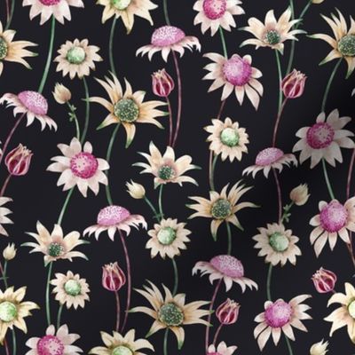 Flannel Flower - Dark Grey