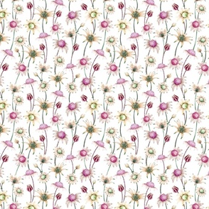 Flannel Flower - White -pink