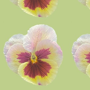 Pansy Flower with Spring Green Background 