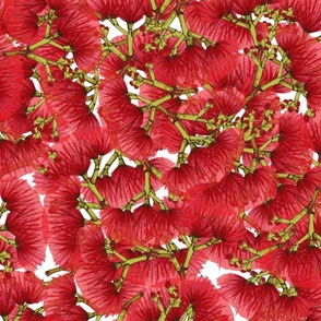 Seamless Red Pohutukawa Flowers on white, NZ Native