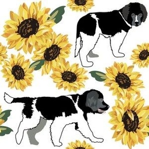 large print // Landseer  Newfoundland Puppy Sunflower 