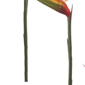 Strelitzia Grand