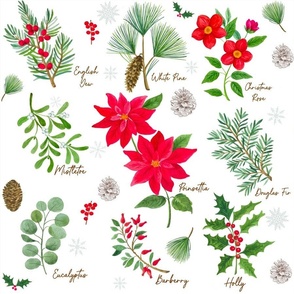 Christmas botanical