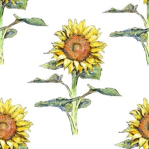 Ukrainian sunflower on white 