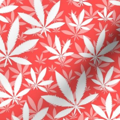 Bigger Scale Marijuana Cannabis Leaves White on Coral