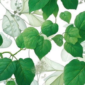 Botanic Ivy Dandelion on White Large Print