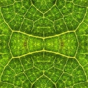 Leaf cells