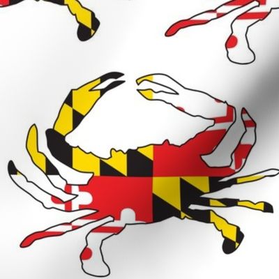 jumbo Maryland flag crab