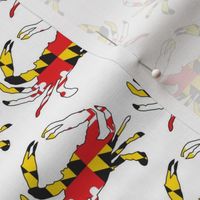 medium Maryland flag crab