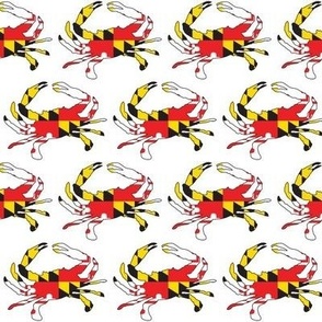 medium Maryland flag crab