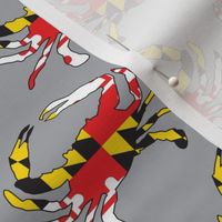 large Maryland flag crabs on grey